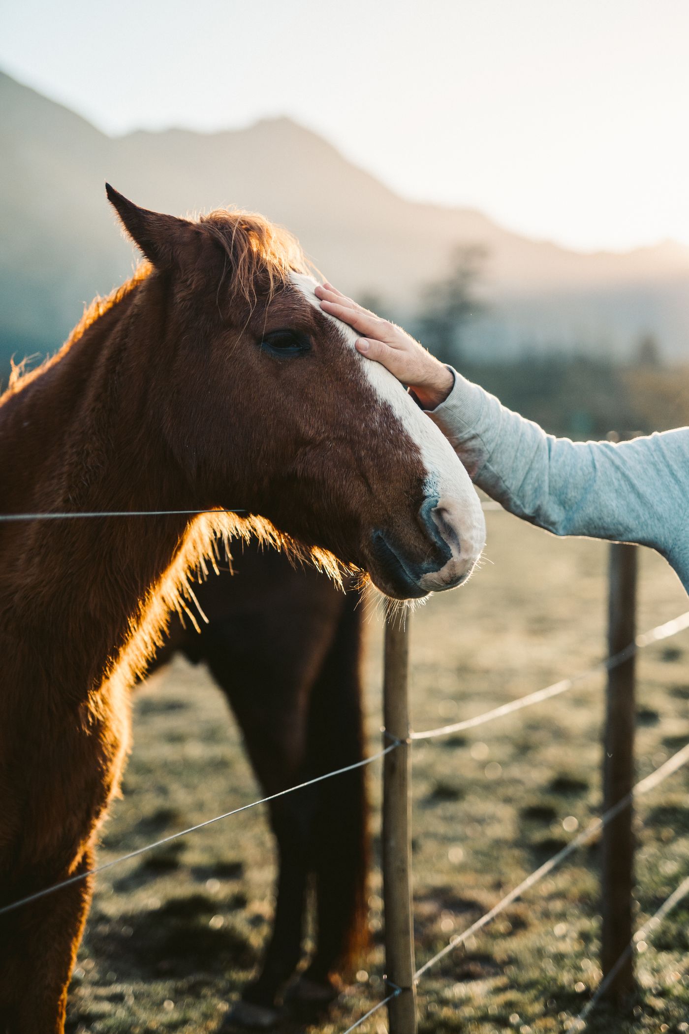 Eine Hand streichelt ein Pferd im warmen Abendlicht